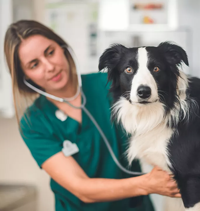 Cover image of an Evidensia veterinary professional in green scrubs examining a black and white Border Collie with a stethoscope in a clinical setting.