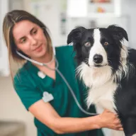 Cover image of an Evidensia veterinary professional in green scrubs examining a black and white Border Collie with a stethoscope in a clinical setting.